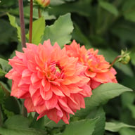 Salmon Idylle Dahlia Knöl