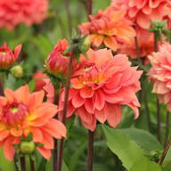 Salmon Idylle Dahlia Knöl