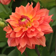 Salmon Idylle Dahlia Knöl