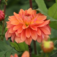 Salmon Idylle Dahlia Knöl