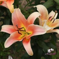 Salmon Party Lillium Bulb