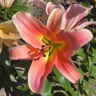 Salmon Party Lillium Bulb