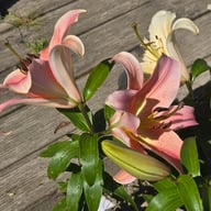 Salmon Party Lillium Bulb