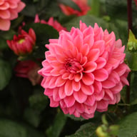 Salmon Runner Dahlia Knöl