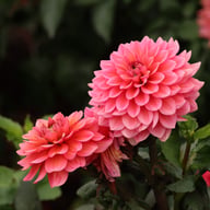 Salmon Runner Dahlia Knöl