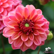 Salmon Runner Dahlia Tuber