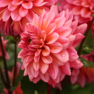 Salmon Runner Dahlia Knöl