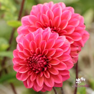 Salmon Runner Dahlia Tuber