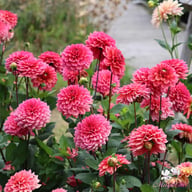 Salmon Runner Dahlia Tuber