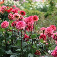 Salmon Runner Dahlia Tuber