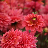 Salmon Runner Dahlia Knöl