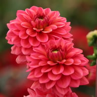 Salmon Runner Dahlia Knöl