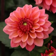 Salmon Runner Dahlia Knöl