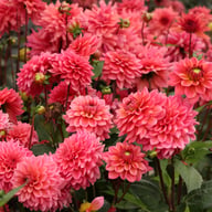 Salmon Runner Dahlia Knöl