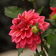 Salmon Runner Dahlia Knöl