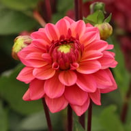 Salmon Runner Dahlia Knöl
