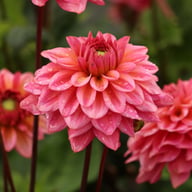 Salmon Runner Dahlia Knöl
