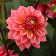 Salmon Runner Dahlia Knöl