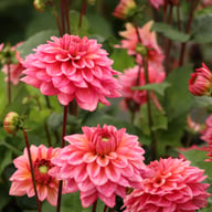 Salmon Runner Dahlia Knöl