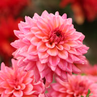 Salmon Runner Dahlia Knöl
