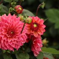Salmon Runner Dahlia Knöl
