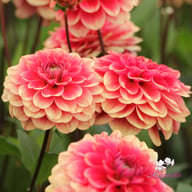 Salmon Society Dahlia Tuber