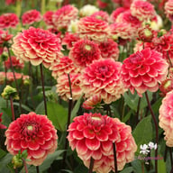 Salmon Society Dahlia Tuber