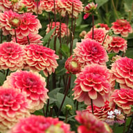 Salmon Society Dahlia Tuber