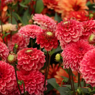 Salmon Society Dahlia Knöl
