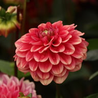 Salmon Society Dahlia Knöl