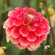 Salmon Society Dahlia Tuber