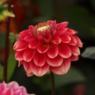 Salmon Society Dahlia Knöl