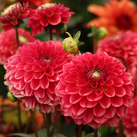 Salmon Society Dahlia Knöl