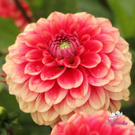 Salmon Society Dahlia Tuber