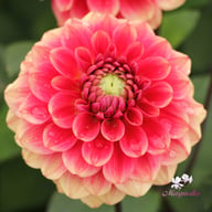 Salmon Society Dahlia Tuber