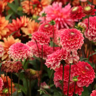 Salmon Society Dahlia Knöl
