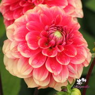 Salmon Society Dahlia Tuber