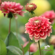 Salmon Society Dahlia Tuber