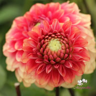 Salmon Society Dahlia Tuber