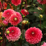 Salmon Society Dahlia Knöl