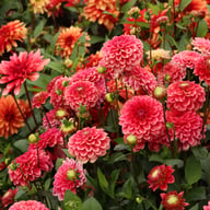 Salmon Society Dahlia Knöl
