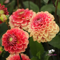 Salmon Society Dahlia Tuber
