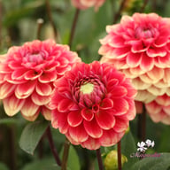 Salmon Society Dahlia Tuber