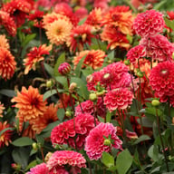 Salmon Society Dahlia Knöl
