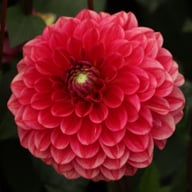 Salmon Society Dahlia Knöl
