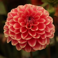 Salmon Society Dahlia Knöl