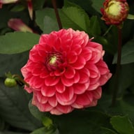 Salmon Society Dahlia Knöl