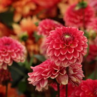 Salmon Society Dahlia Knöl