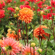 Salmonette Dahlia Knöl