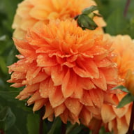Salmonette Dahlia Knöl